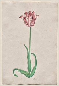 Studie tulipánu (Anvaers) od Pieter Holsteyn II