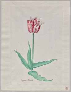 Study of a Tulip (Perregoen Machieu)   1312887   cs       czech Successfully Translated  Original: La provocation Translat: La provocation 1228903 cs czech Successfully Translated Original: Tororojiru Shop at Mariko from the series 53 Stations of Tokaido T od Pieter Holsteyn II