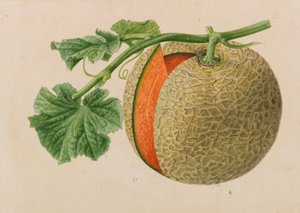 Originály publikací o zahradnictví a sadařství, 1878-1881. od Pieter Joseph de Pannemaeker
