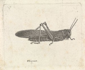 Saranče od Pieter Lyonet