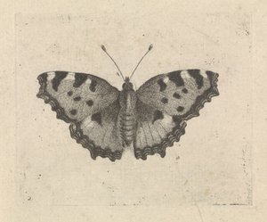 Motýl od Pieter Lyonet