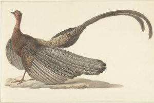 Bažant Argus od Pieter Pietersz. Barbiers