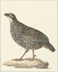 Čínský francolin (Excalfactoria chinensis)