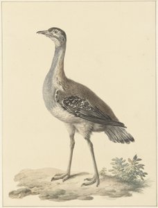 Denhamova past (Neotis denhami)