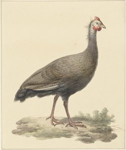 Helmparelhoen od Pieter Pietersz. Barbiers