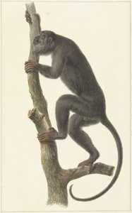 Černá vřešťana (Paraguay)