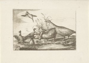 Eenden en ganzen Různí ptáci (název série) Nejdokonalejší figurky různých ptáků (...) (název série) od Pieter Schenk (I) (attributed to)