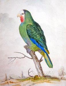 Papoušek v krajině (kvaš přes pero a černý inkoust) od Pieter the Younger Holsteyn