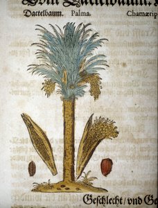 Botanická tabule: Palma s datlemi - In “” herbarium mattioli””.