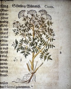 Hemlock - V herbáři Mattioli.