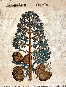 Kybernetický kužel. Rytina - v “” Kreutterbuch dess vysoce vzdělaný a známý pan D. Petri Andreae Matthioli”” od Pietra Andrea Mattioliho (Matthiole) (1500-1577). Frankfurt od Pietro Andrea Mattioli