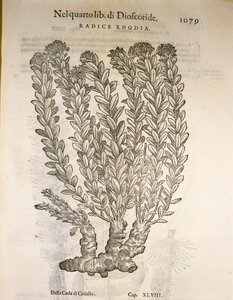 Golden Root nebo Roseroot (Rhodiola rosea), rytina Pier Andrea Mattioli od Pietro Andrea Mattioli