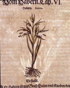 Herbář: oves. Gravírování – v „“ Kreutterbuch Dess vysoce vzdělaný a známý pan D. Petri Andreae Matthioli”” od Pietra Andrea Mattioliho (Matthiole od Pietro Andrea Mattioli