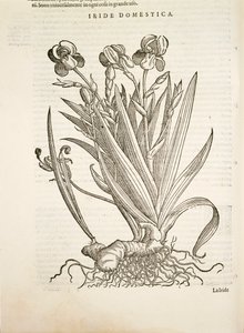 Iris (Domácí kosatec), rytina Pier Andrea Mattioli