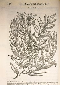 Laurel (Laurus), rytina Pier Andrea Mattioli