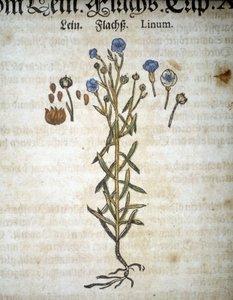 Lin nebo Linum - V "Mattioli Herbarium". od Pietro Andrea Mattioli