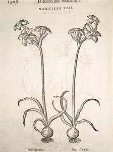 Narcis, rytina Pier Andrea Mattioli