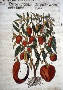 Papriky nebo Siliquaftri varietas triplex – v “” Herbier Mattioli””
