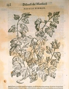 Topol (Populus), rytina Pier Andrea Mattioli