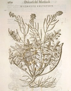Raketa nebo rukola (Eruca sativa), rytina Pier Andrea Mattioli