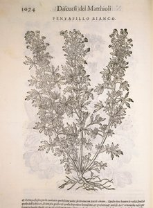 Silverweed (Potentilla alba), rytina Pier Andrea Mattioli od Pietro Andrea Mattioli