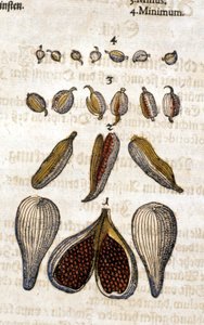 Kardamom. Rytina - v “” Kreutterbuch Dess vysoce vzdělaný a známý pan D. Petri Andreae Matthioli”” od Pietra Andrea Mattioliho (Matthiole) (1500-1577). Frankfurt od Pietro Andrea Mattioli
