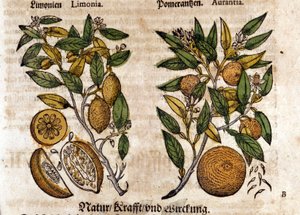 Citrus. Pomerančovník a citronovník. Rytina - v “” Kreutterbuch Dess vysoce vzdělaný a známý pan D. Petri Andreae Matthioli”” od Pietra Andrea Mattioliho (Matthiole) (1500-1577). Frankfurt