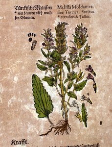 Melissa. Rytina - v “” Kreutterbuch dess vysoce vzdělaný a známý pan D. Petri Andreae Matthioli”” od Pietra Andrea Mattioliho (Matthiole) (1500-1577). Frankfurt od Pietro Andrea Mattioli