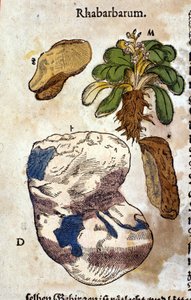 Rebarbora. Rytina - v “” Kreutterbuch Dess vysoce vzdělaný a známý pan D. Petri Andreae Matthioli”” od Pietra Andrea Mattioliho (Matthiole) (1500-1577). Frankfurt od Pietro Andrea Mattioli