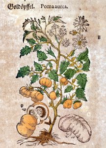 rajče. Rytina - v “” Kreutterbuch dess vysoce vzdělaný a známý pan D. Petri Andreae Matthioli”” od Pietra Andrea Mattioliho (Matthiole) (1500-1577). Frankfurt