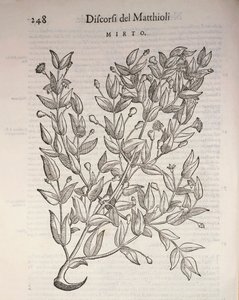 Pravá myrta (Myrtus communis), rytina Pier Andrea Mattioli