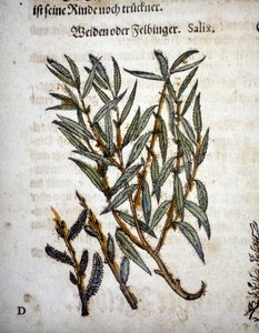 Vrbová ratolest - v “” Herbarium mattioli”” od Pietro Andrea Mattioli