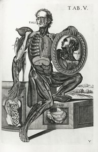 Deska V z „The Anatomical Tables“ od Pietro da Cortona
