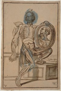 Ms Hunter 653 Plate V Anatomical Drawing, c.1610 (tužka a křída na papíře)