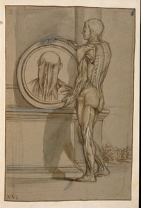 Paní Hunter 653 Talíř XVI, Anatomická kresba, c.1610 (tužka a křída na papíře) od Pietro da Cortona