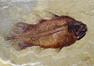 Fosilní stopa karbonu coelacanth (objekt) od Prehistoric Prehistoric