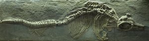 Fosilie ichtyosaura, období jury (lias) od Prehistoric Prehistoric