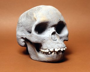 Piltdownův muž: lebka primitivního člověka, článek v řetězu evoluce mezi opicí a člověkem objevený Woodwardem a Dawsonem. Jedna z mnoha kopií lebky uchovávané v Přírodovědném muzeu v Miláně. od Prehistoric Prehistoric
