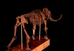 Prehistoire, dinosaurus: kostra mamuta, Paříž, přírodovědné muzeum od Prehistoric Prehistoric