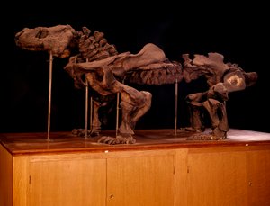 Prehistoire; dinosauři: kostra ichtyosaura. Paříž, muzeum přírodní historie od Prehistoric Prehistoric