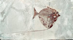 Prehistorie: Fosilie ryb Mene Rhombea z naleziště Mount Bolca (Itálie). Eocénní období. Občanské muzeum přírodní historie, Milán od Prehistoric Prehistoric