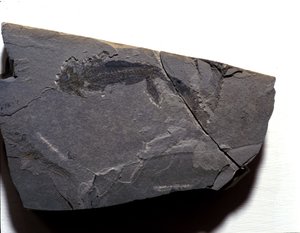Pravěk: Permské období, paleozoické období. Fosilie Branchiosaurus (Brahiopode). Najděte v Rotliegen v Německu od Prehistoric Prehistoric