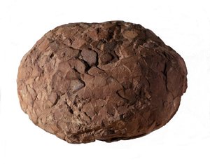 Prehistorie: dinosauří vejce nalezená v Provence. Druhohorní období, období jury. od Prehistoric Prehistoric