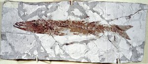 Prehistorie: fosilie ryb Sphyraena Bolcensis z naleziště Mount Bolca (Itálie). Eocénní období. Občanské muzeum přírodní historie, Milán od Prehistoric Prehistoric