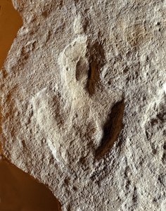 Prehistorie: fosilní otisk prstu dinosaura. Druhohorní období, období jury. nalezené v bývalé Jugoslávii od Prehistoric Prehistoric
