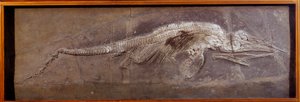 Pravěk: fosílie Pareiasaudora, prehistorické zvíře, Paříž, přírodovědné muzeum od Prehistoric Prehistoric