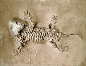 Prehistorie: fosilie obojživelného plaza Seymouria Biolorensis z Texasu ve Spojených státech. Permské období. Občanské muzeum přírodní historie, Milán od Prehistoric Prehistoric