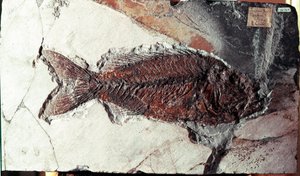 Prehistorie: fosilie ryby Sparnodus Elongatus z lokality Mount Bolca (Itálie). Eocénní období. Museo Civilo di Storia naturale, Milán od Prehistoric Prehistoric