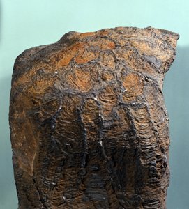 Prehistorie: fosílie stromatolitu (nebo stromatolitu), mořská hornina, archeozoická éra. nalezený v Mauritánii. od Prehistoric Prehistoric