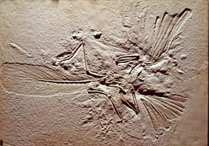 Pravěk: fosilie ptáka Archeopteryx (archeopteryx) Lithographica z lokality Solnhofen (Německo). Vynikající jura. Museo Civilo di Storia naturale, Milán od Prehistoric Prehistoric